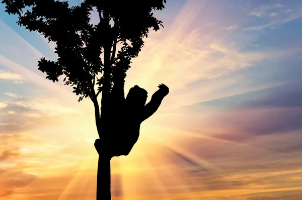 Tembel hayvan ağaç üzerinde — Stok fotoğraf