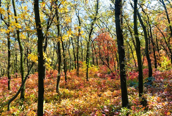 Bella foresta colorata autunno — Foto Stock