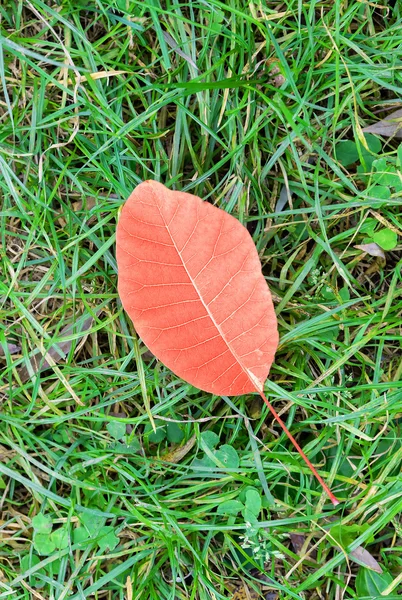 오렌지 잎 녹색 잔디에 — 스톡 사진