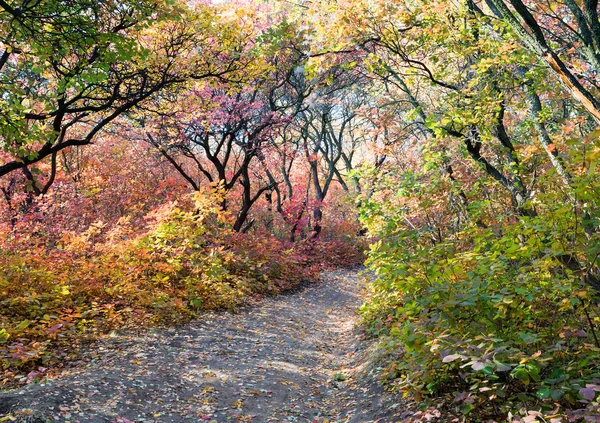 Corsia forestale nei colori autunnali — Foto Stock