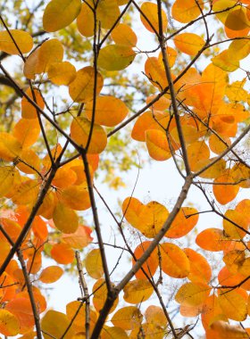 çok renkli sonbahar yaprakları