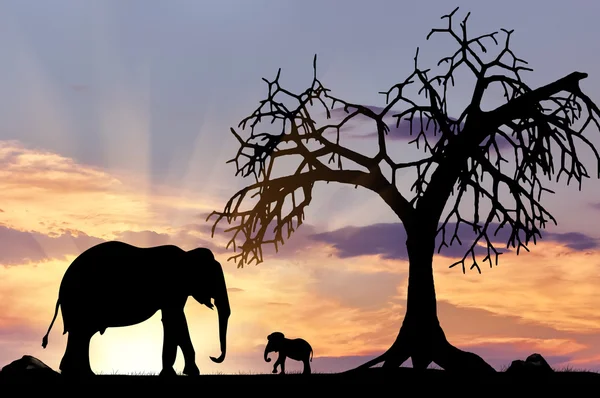 Silhouette of an elephant with calf — Stock Photo, Image