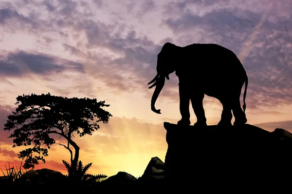 Silhouette of an elephant — Stock Photo, Image