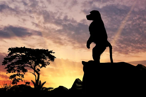 Babuíno macaco silhueta — Fotografia de Stock