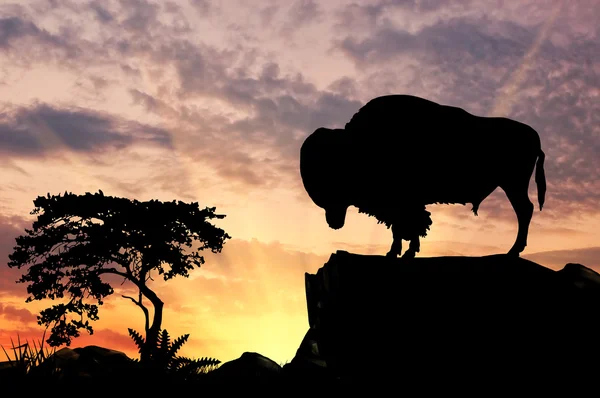 Silhouette of the buffalo — Stock Photo, Image