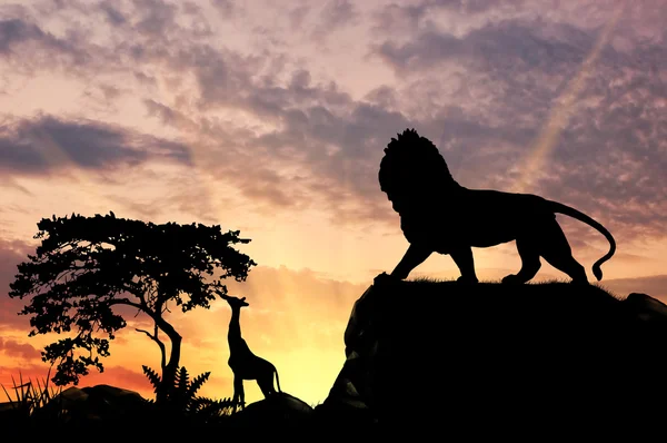 Silhouette of a lion — Stock Photo, Image