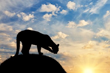 Silhouette sated cheetah on a hill  clipart