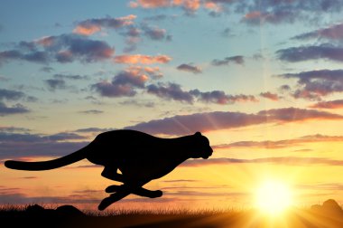 Çalışan cheetah siluet
