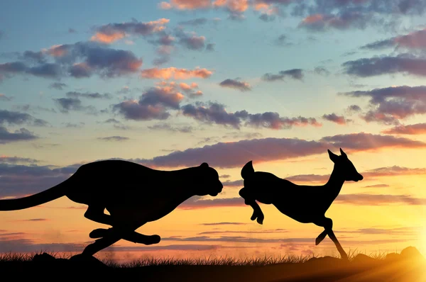 Silhouette of a cheetah running after a gazelle — Stock Photo, Image