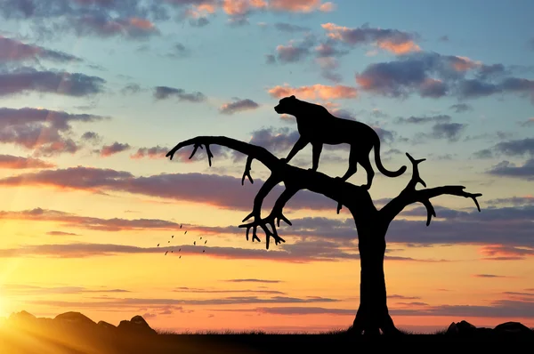 Silueta de un guepardo en un árbol — Foto de Stock