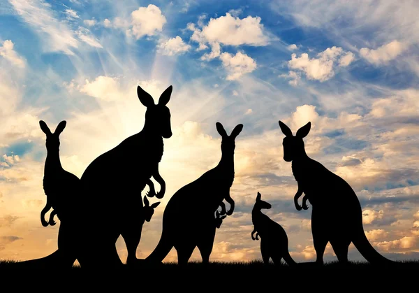 Familia de siluetas de canguros — Foto de Stock