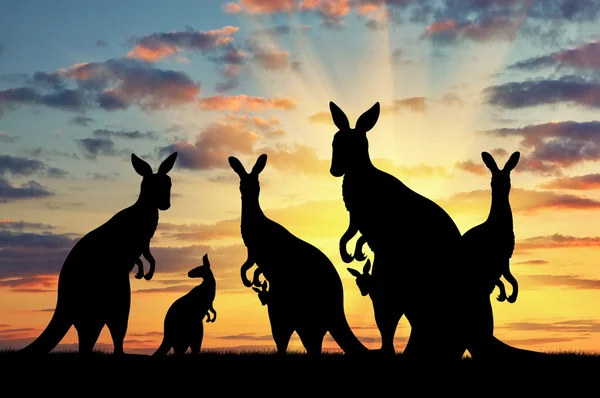 Silhouette famiglia di canguri — Foto Stock