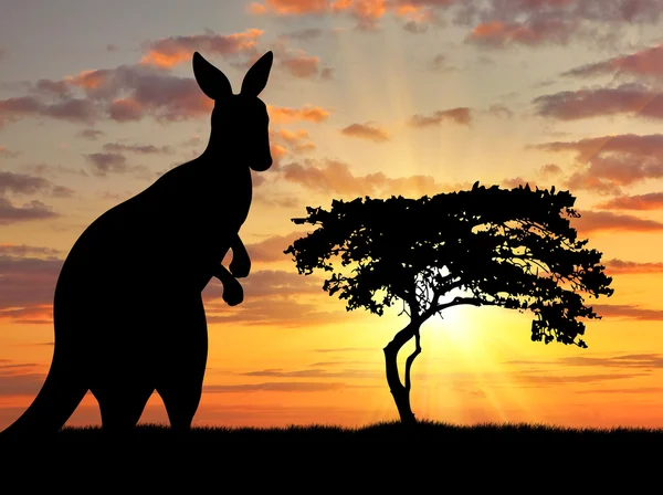Silhouette of a kangaroo — Stock Photo, Image