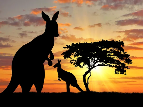 Silhouette of a kangaroo with a baby — Stock Photo, Image