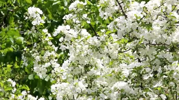 Fleurs de pomme 