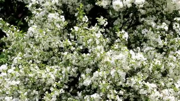 Apple blossoms — Stock Video