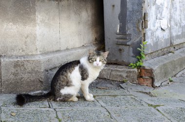 Kedi oturma ve bir yer arıyorum