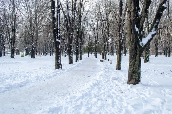 Drzewa ze śniegiem w zimowym parku — Zdjęcie stockowe