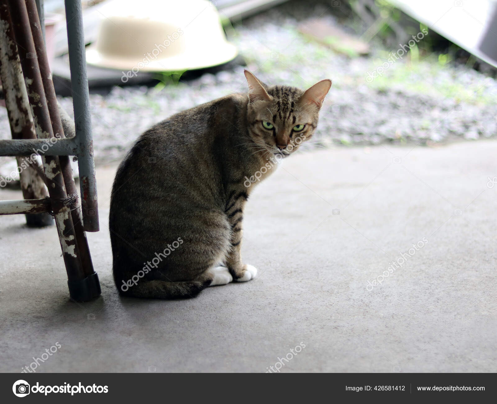 고양이를 가까이 고양이는 가지고 있는데 기분과 콘크리트 배경에 자세로 고양이가 — 스톡 사진 © ARPON #426581412, image size:1600x1301