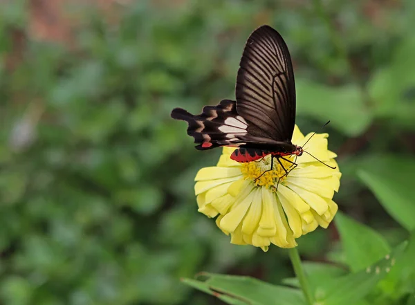 Желтый Красивый Цветок Красной Черной Бабочкой Естественном Зеленом Фоне Листьев — стоковое фото