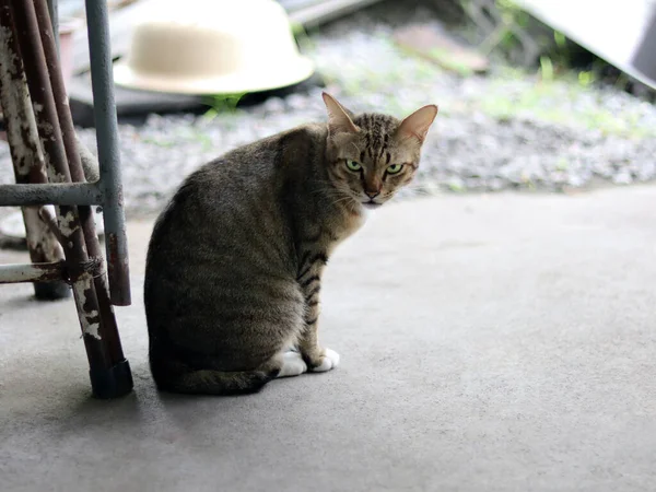 猫を閉じ 純血子猫は3色が怒っているように見える悪い気分とエレガントなコンクリートの床の背景に座っている 黄色い目タイ猫は何かを見ています 柔らかくてふわふわの毛深いと毛皮 ストック画像