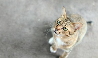 Kapalı kedi, safkan kedi yavrusu yemek için umutlu sahibine üç renk bakıyor ve beton zemin zeminine oturuyor. Sarı gözlü Taylandlı kedi yavrusu Yumuşak, tüylü ve tüylü.