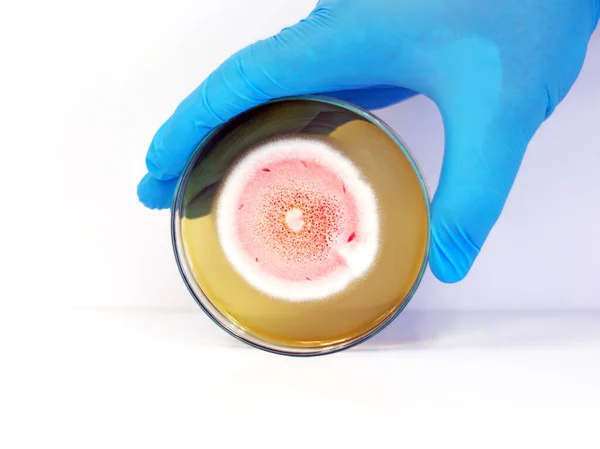 Scientist hands wear blue nitrile gloves holding Petri dish with Colonies of yeast, mould and fungal (genus Penicillium and Aspergillus) spores contamination in air room. Isolated in white background.