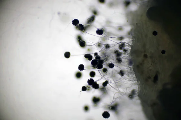 マクロを閉じると黒真菌スペース 金型や酵母の顕微鏡ビュー40倍レンズ 空気室内の汚染 汚染エアロゾル環境 微生物学研究室の概念にはコピースペースがあり ロイヤリティフリーのストック画像