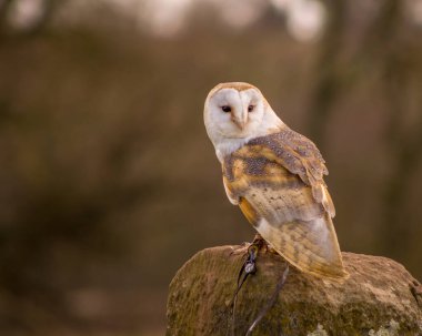 BARN OWL BİR POSTA
