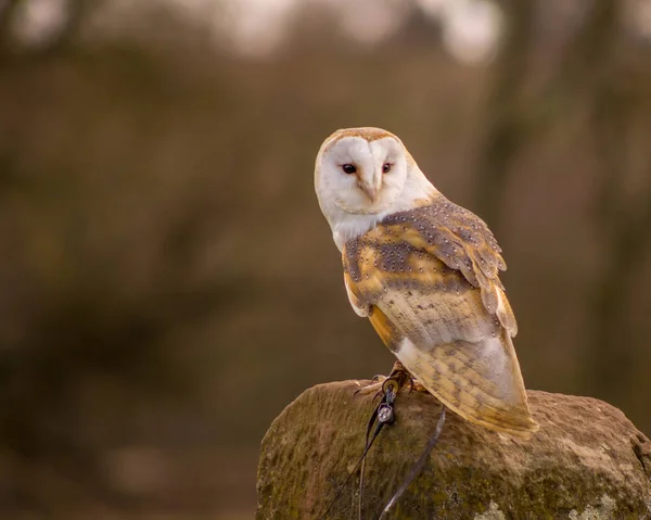 Barn Owl Sur Une Poste — Photo