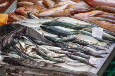 MADEIRA ADASI, PORTUGAL, GÜNLÜK, YILDIM