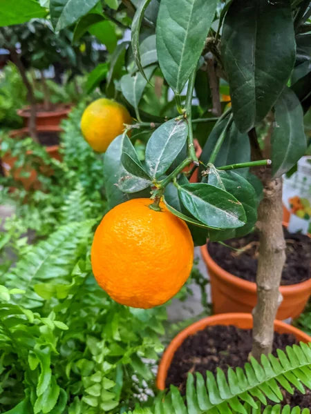 tangerine tree in a pot with fruits. mobile photo