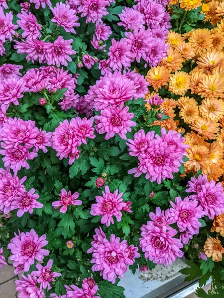 purple chrysanthemums close up. botanical bright background.