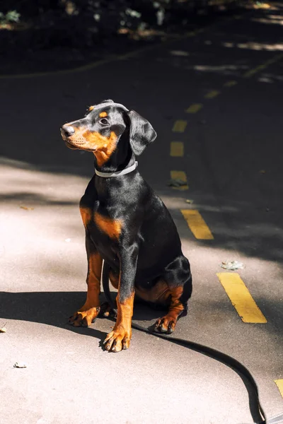 portrait of a doberman puppy in the sun on a summer day