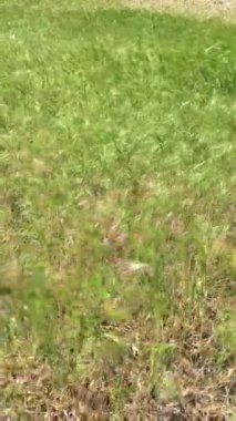 Sıcak yaz rüzgarında dalgalar ve çimenler sallanıyor.