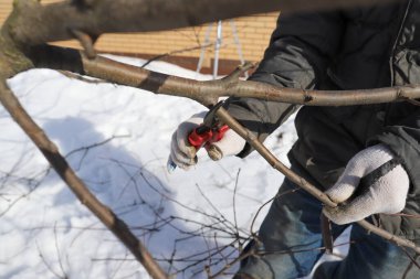 Baharda erik ağacı dalları, baharda ağaçlarla bahçeler.