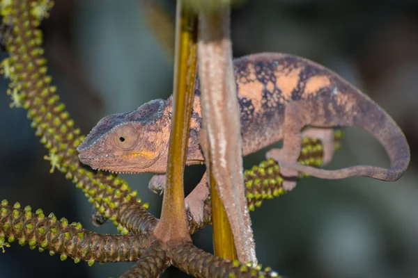 Das Chamäleon — Stockfoto