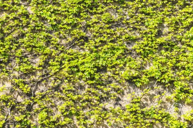 Eski taş duvar creepers ile dolu