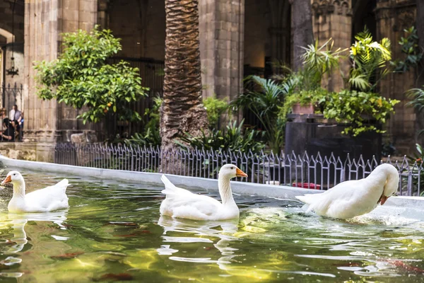 White geese in a pond, Barcelona — Stock Photo, Image