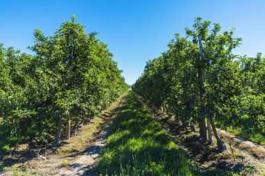 satırları olan elma ağaçlarının