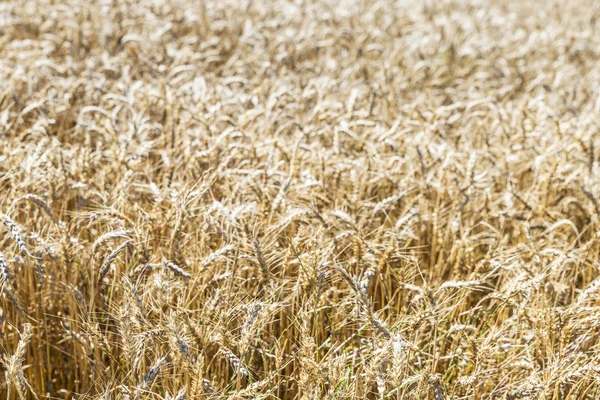 Пшенична сфера в Іспанії — стокове фото