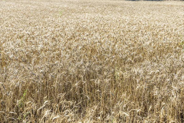 Пшенична сфера в Іспанії — стокове фото