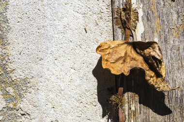 Eski ahşap arka plan olarak kuru yaprağı