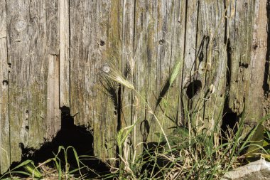 Eski ahşap arka plan olarak çimen