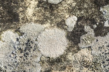 Arka plan olarak moss ile taş