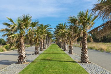 Palmiye ağaçları ile gezinti