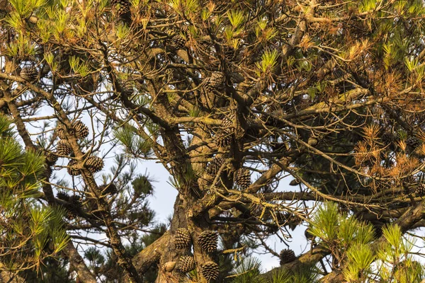 Árbol de pino —  Fotos de Stock