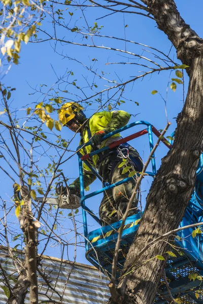 adam bir ağaç budama
