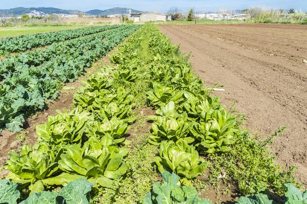 Cultivated field of lettuces and cabbages — Stock Photo, Image