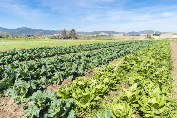 Cultivated field of lettuces and cabbages — Stock Photo, Image